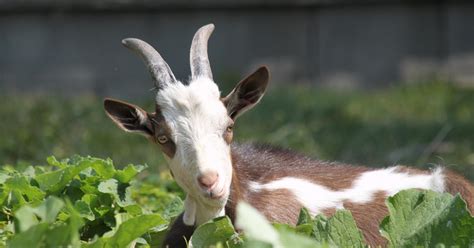 Goat .